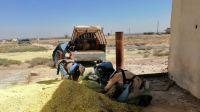 Mine Action Team clearing contaminated agricultural land , Syria.